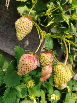 幼苗与园林苗木 农林牧渔的生态之美与摄影素材应用