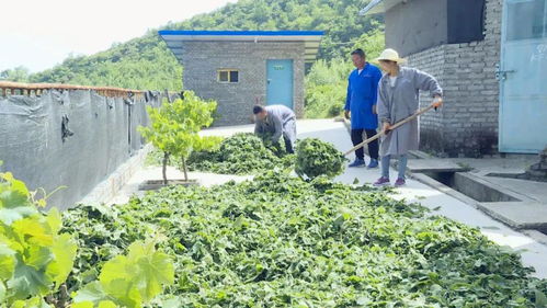 苏陕协作助力略阳产业扶贫 农林牧渔融合发展之路