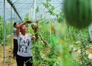 改革开放四十年 汉中工农业生产实现跨越式发展