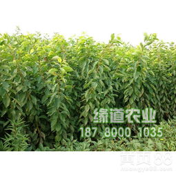 2019年重庆凤凰李子苗市场报价及价格趋势分析