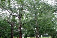 聊城农林牧渔 区域经济发展的支柱产业