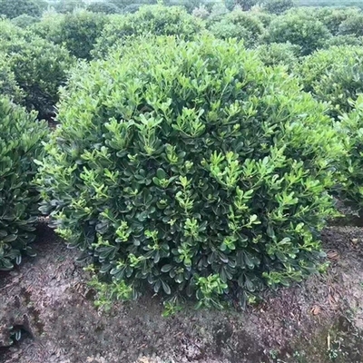 绿化养护服务 提升您的园林景观品质