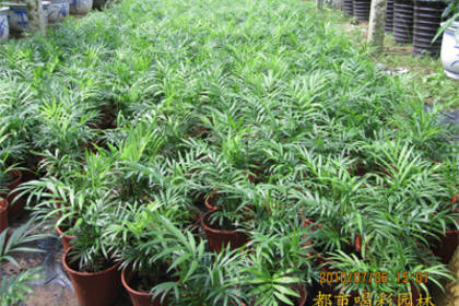 南宁植物租赁与养护服务 打造绿色空间的全方位解决方案