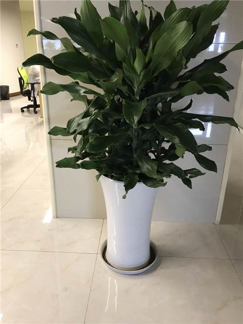 青浦区与浦东新区绿植租赁及养护服务指南 联系电话与费用解析