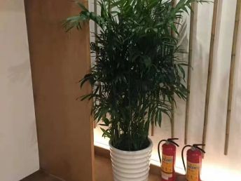 深圳罗湖花卉租摆 从盆栽批发到绿化养护的一站式服务