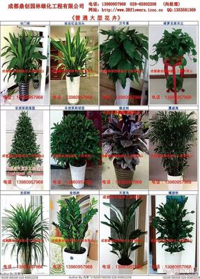 花卉租赁与植物租摆 美化空间与销售养护一站式解决方案