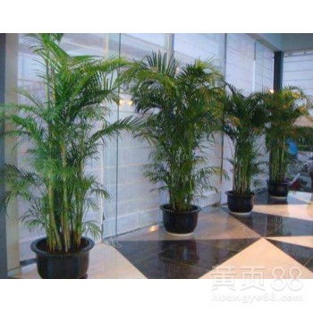 从化区办公室植物租赁 让绿色装点您的工作空间