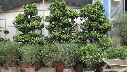 上海思羽园林绿化 专业花卉租赁，为写字楼与生活空间注入自然生机