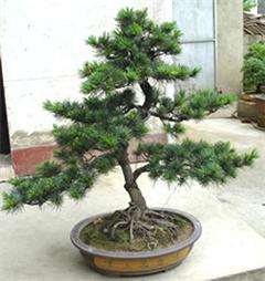 专业绿意，悦享空间 深圳电视台携手指定园艺公司打造高品质室内植物租摆与养护服务