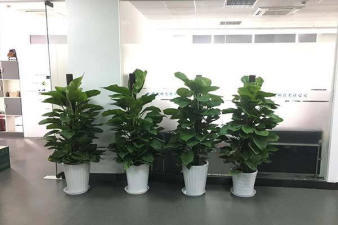 绿色办公新风尚 植物租赁让办公环境焕发活力