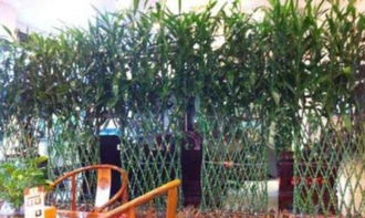 绿植租摆,花卉租赁,园林绿化,庭院设计开业花篮