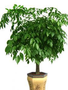成都会场植物租赁,成都花卉租赁公司,成都植物租赁公司,成都会场植物租赁,成都花卉租赁公司,成都植物租赁公司生产厂家,成都会场植物租赁,成都花卉租赁公司,成都植物租赁公司价格
