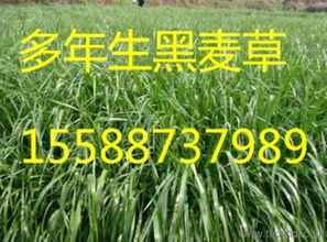 双鸭山紫花苜蓿 品种、产量、价格与厂家信息全解析