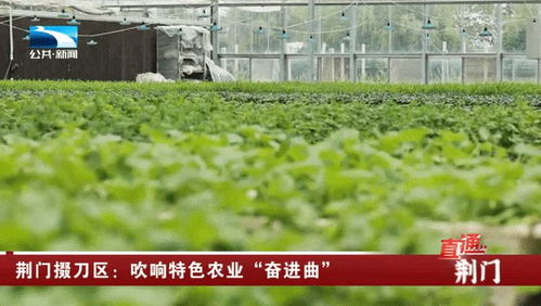 荆门掇刀区 吹响特色农业奋进曲，谱写农林牧渔新篇章