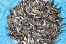 眉山农林牧渔发展现状与前景