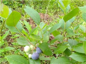 苍溪农林牧渔 产业概况与信息大全