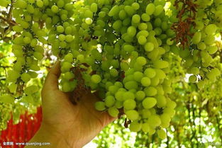 农林牧渔行业2018年度策略报告 品种换代利好大型种企，生猪养殖有望继续盈利