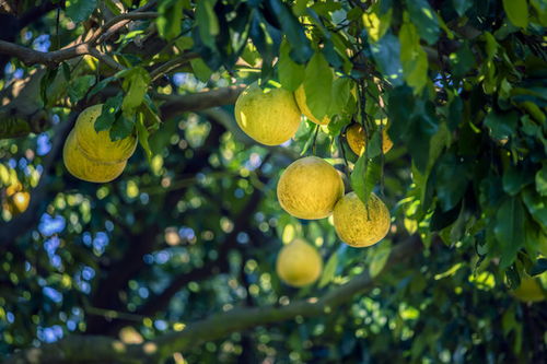 农林渔牧素材 高品质瓜果种植与绿化植物租赁图片下载指南