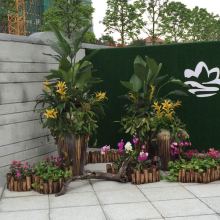 绿化植物租赁 为现代空间注入自然活力