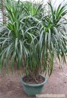 上海康馨园林绿化 龙血树租赁价格、图片、详情及养护服务