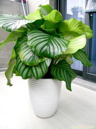 卓群园林 专业养护让苹果竹芋常绿，植物租赁与绿化建植一站式服务