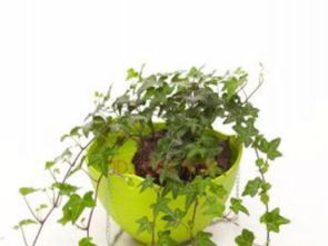 北京专业绿植租赁 一站式植物租摆与养护服务，打造绿色办公与生活空间