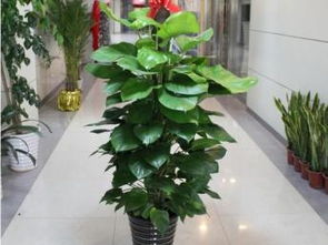 上海莘庄、七宝、航华、龙柏地区专业植物租摆与花卉租赁服务全解析