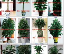 绿色生活，轻享自然——绿化植物租摆与租赁热卖促销