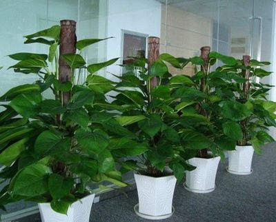深圳石岩工业园绿植养护与租摆服务指南