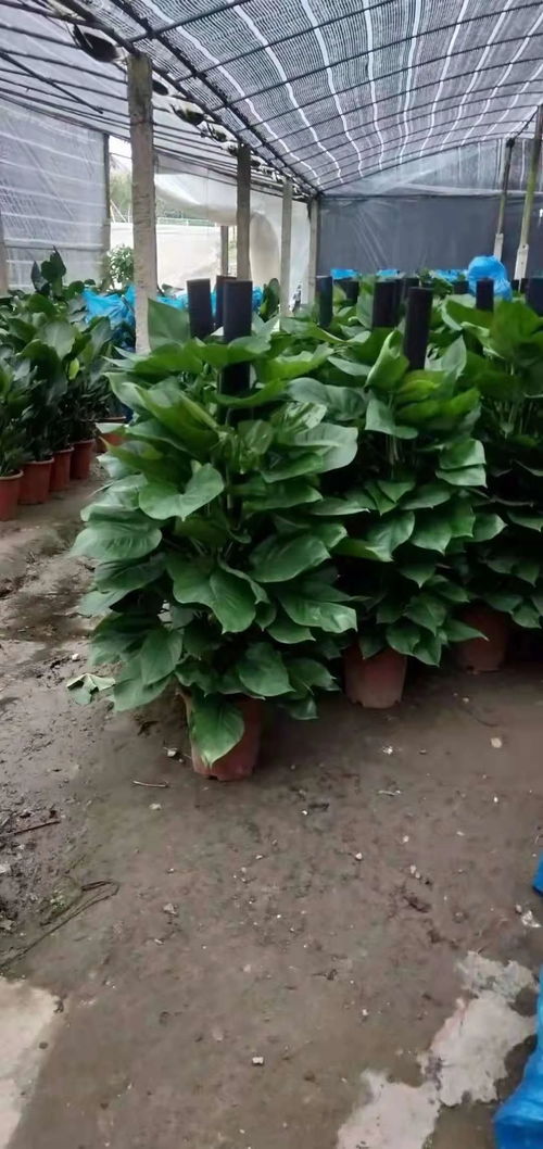 南宁绿植租摆 让绿色生意的生活美学与养护之道